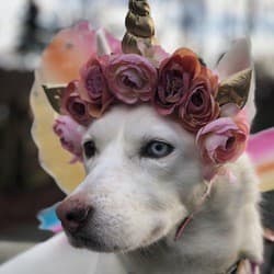 LunaTheUnidog - Age, Bio, Family | Famous Birthdays