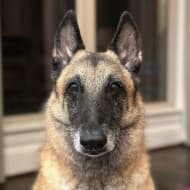 maplethebelgian1