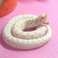 Marshmallow The Hoggie