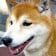 柴犬まる