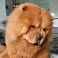 Mishka