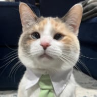 Panko Cat