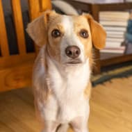Pets born December 26