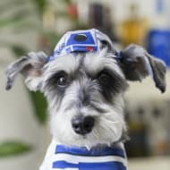 Remix The Dog