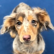 Roswell Weenie