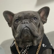 Stitchthestardog