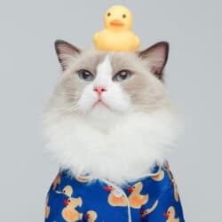 Rigby Cat - Bio, Family | Famous Birthdays