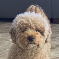 Ivy the Petite Goldendoodle