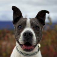 Morgan The Pitbull