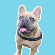 TJ The Frenchie