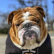 Tonka the Bulldog