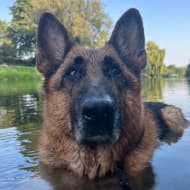 topi_the_dog