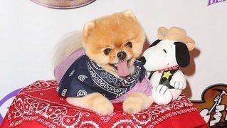 JiffPom Highlights