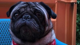 Ozzy the Pug Highlights