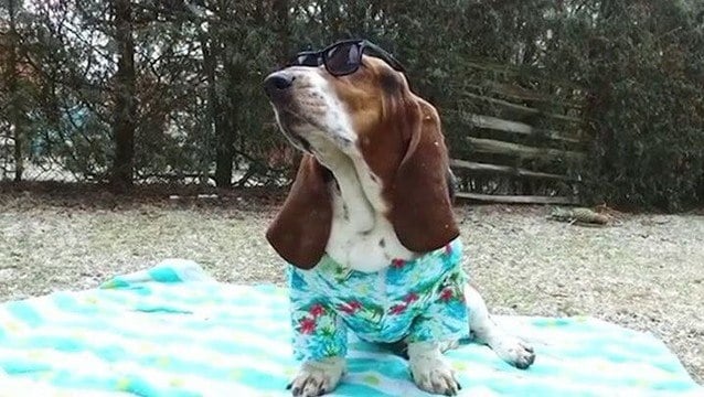 Dean The Basset Highlights