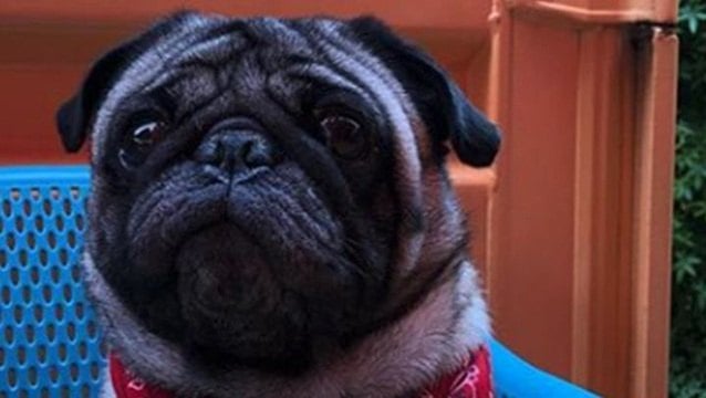 Ozzy the Pug Highlights