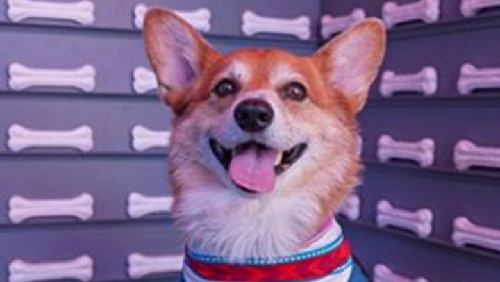 Super Corgi JoJo Highlights | Famous Birthdays